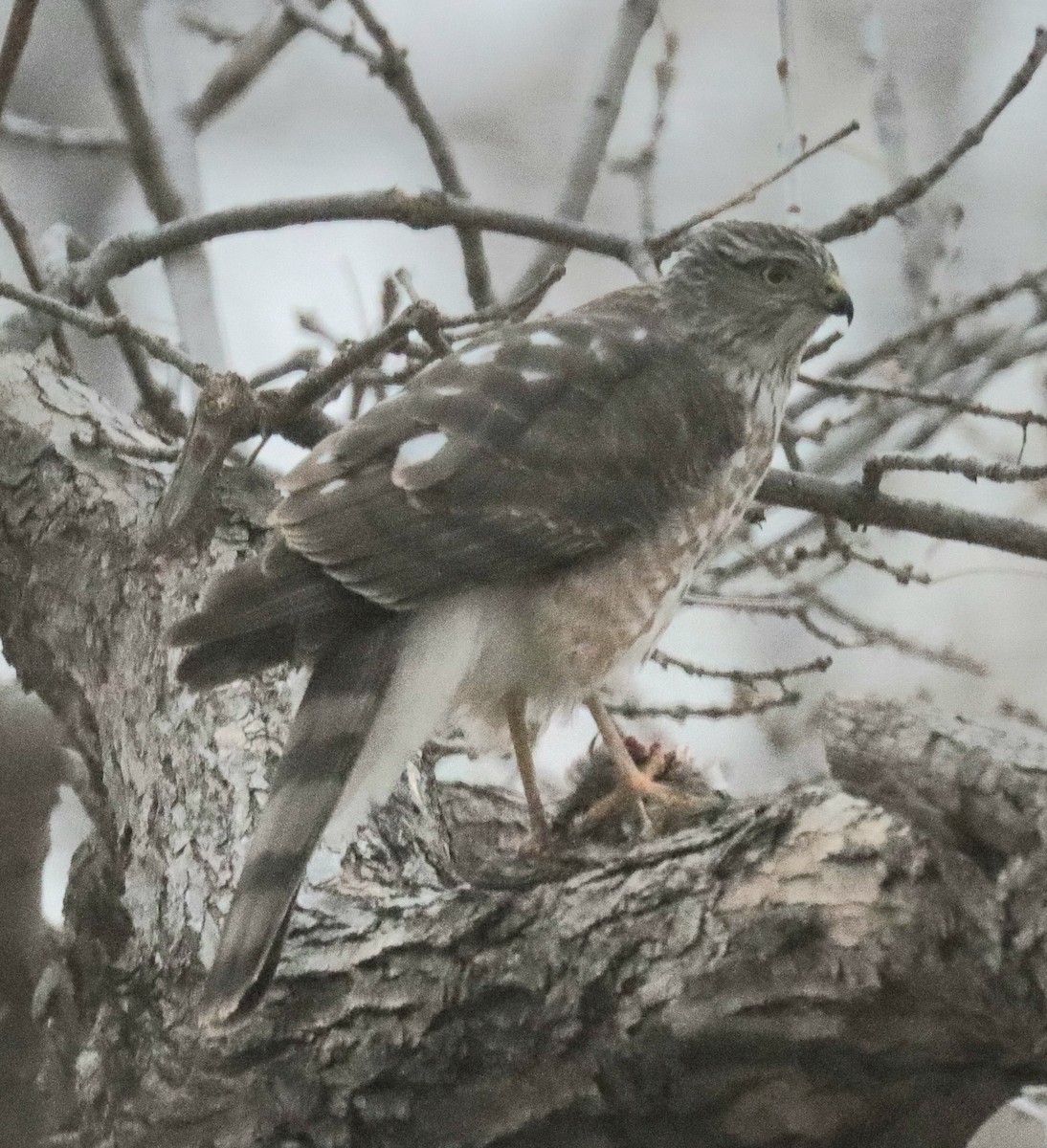 アシボソハイタカ - ML646179530