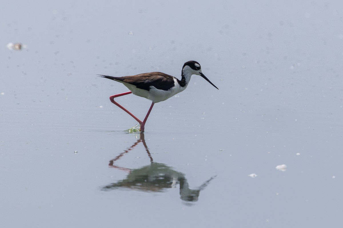 Black-necked Stilt - ML646179531