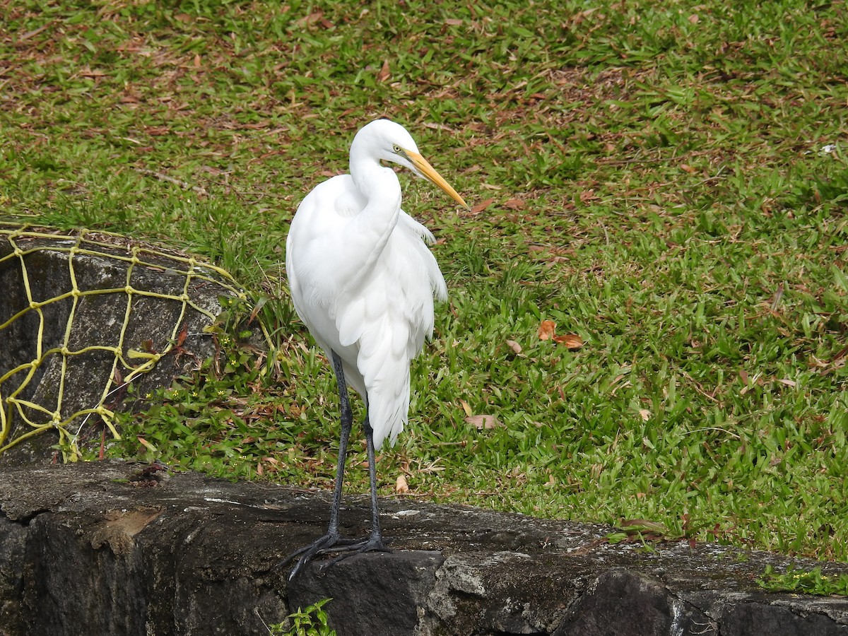 Great Egret - ML646179532
