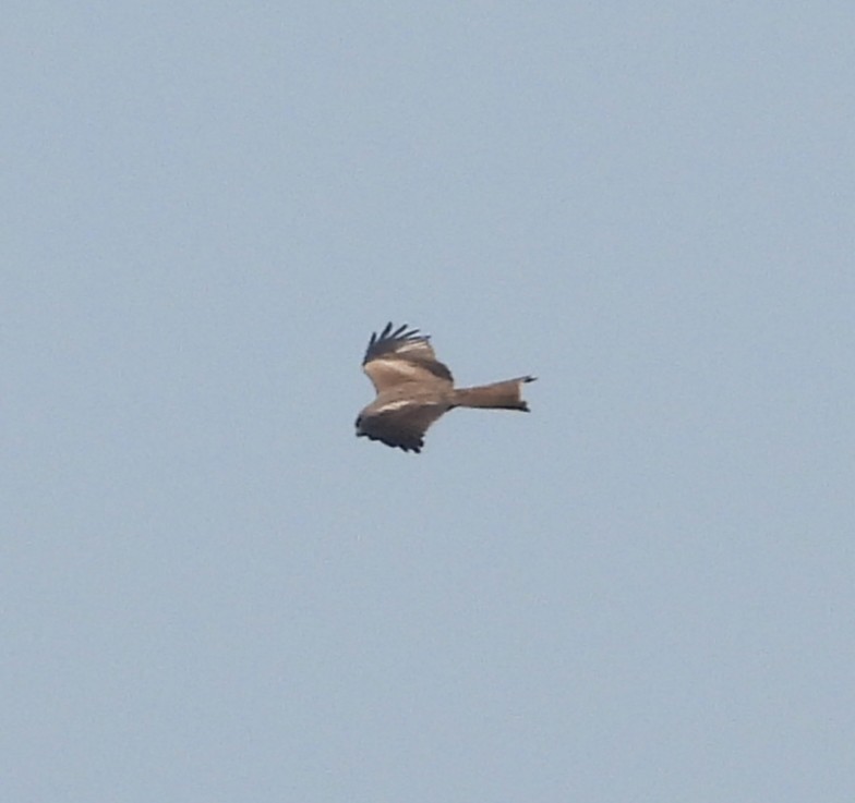 Black Kite - ML646179533