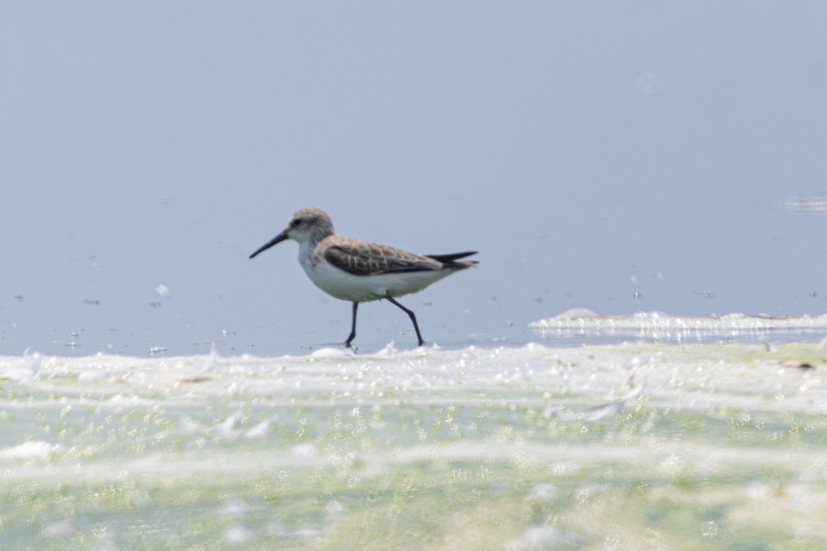 Western Sandpiper - ML646179534