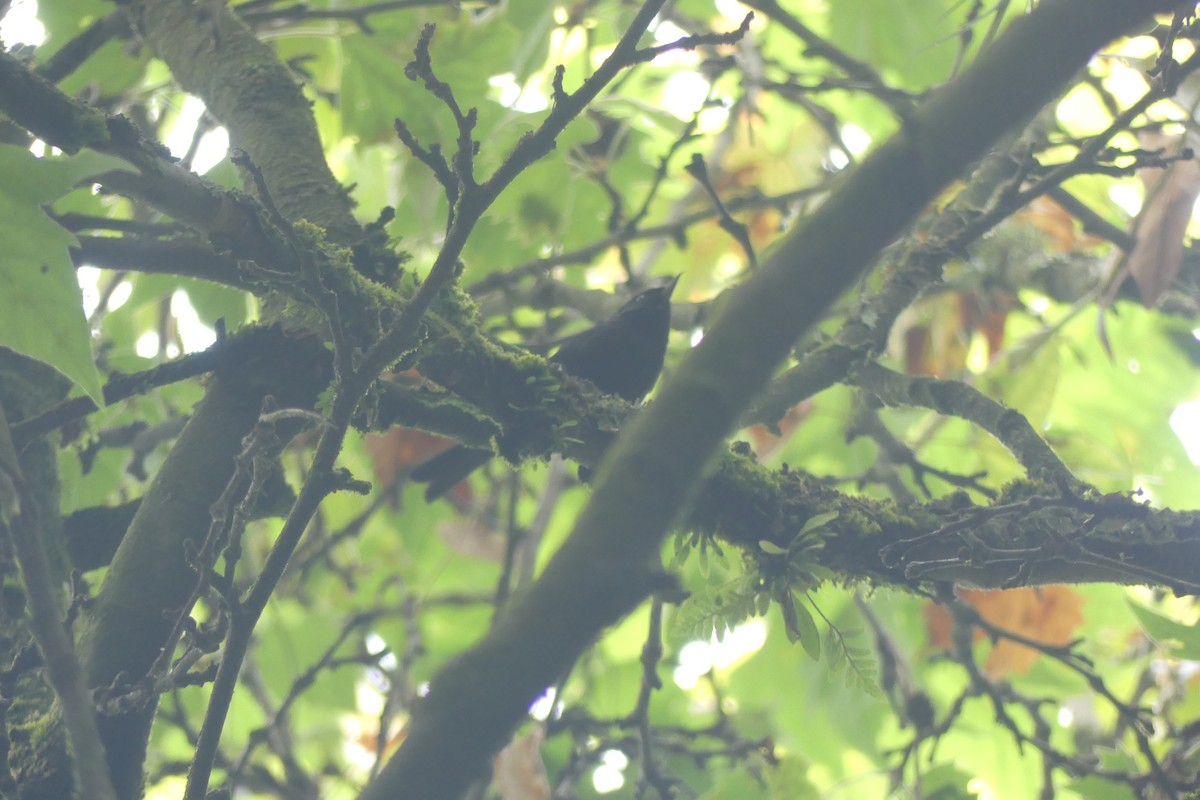 Black Flowerpiercer - ML646179535