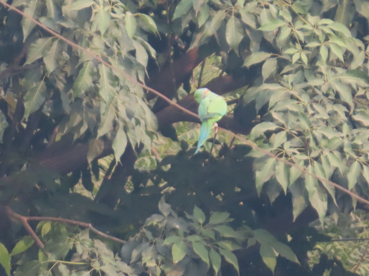 Rose-ringed Parakeet - ML646179536