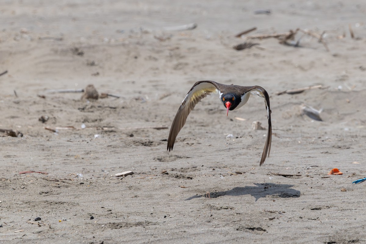 American Oystercatcher - ML646179547