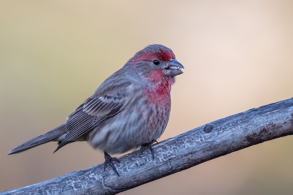 House Finch - ML646179548