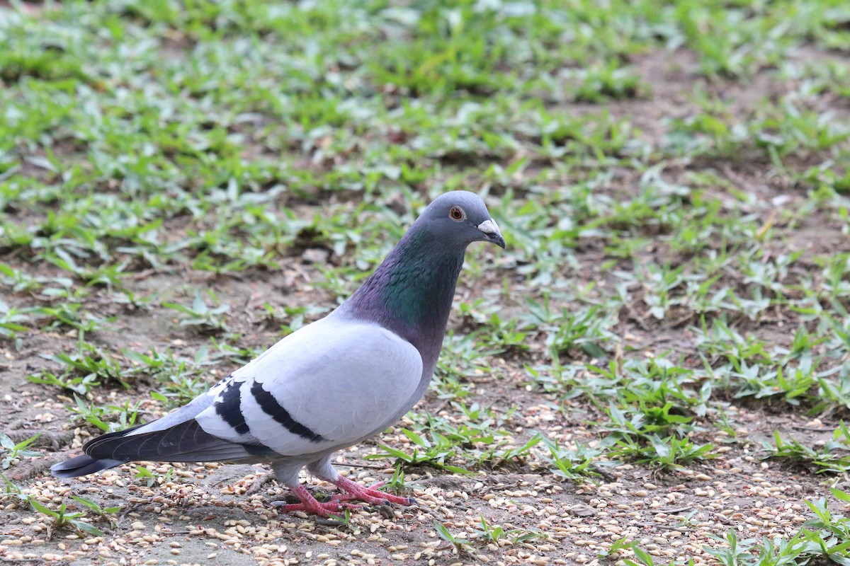 Rock Pigeon (Feral Pigeon) - ML646179549
