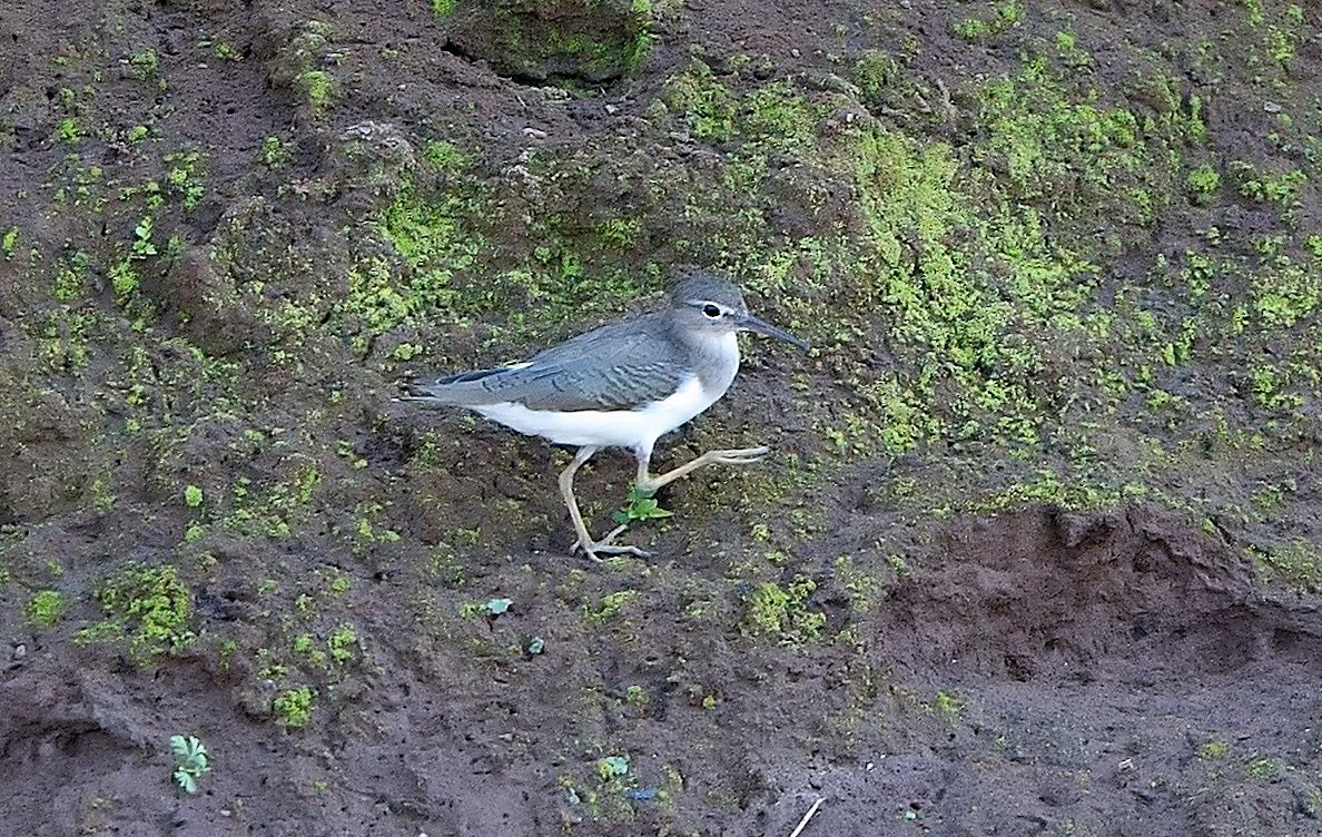 ביצנית נקודה - ML646179550