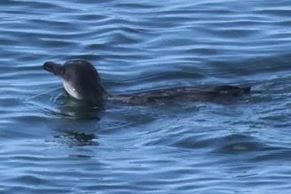 Little Penguin - ML646179555