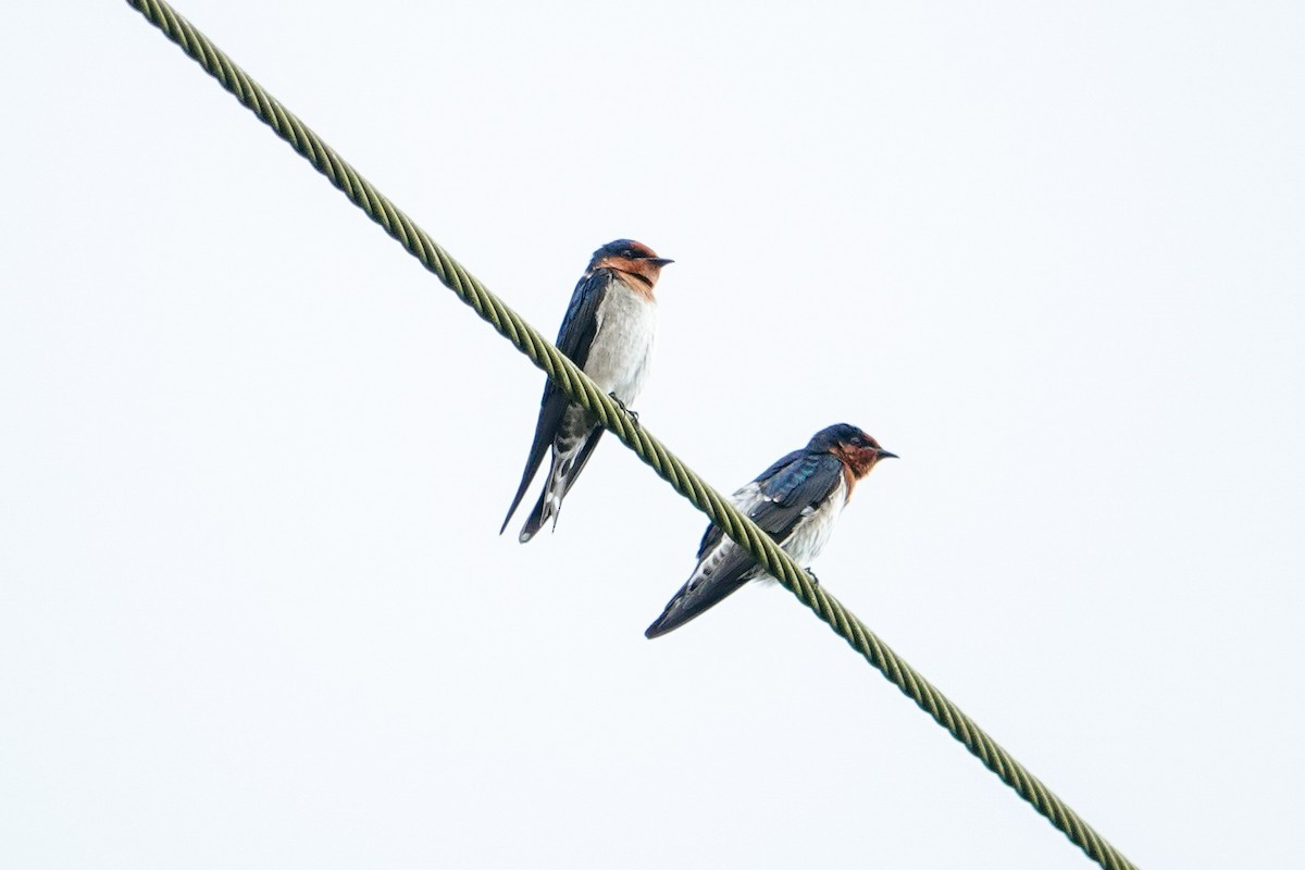 Hirondelle de Java - ML646179558