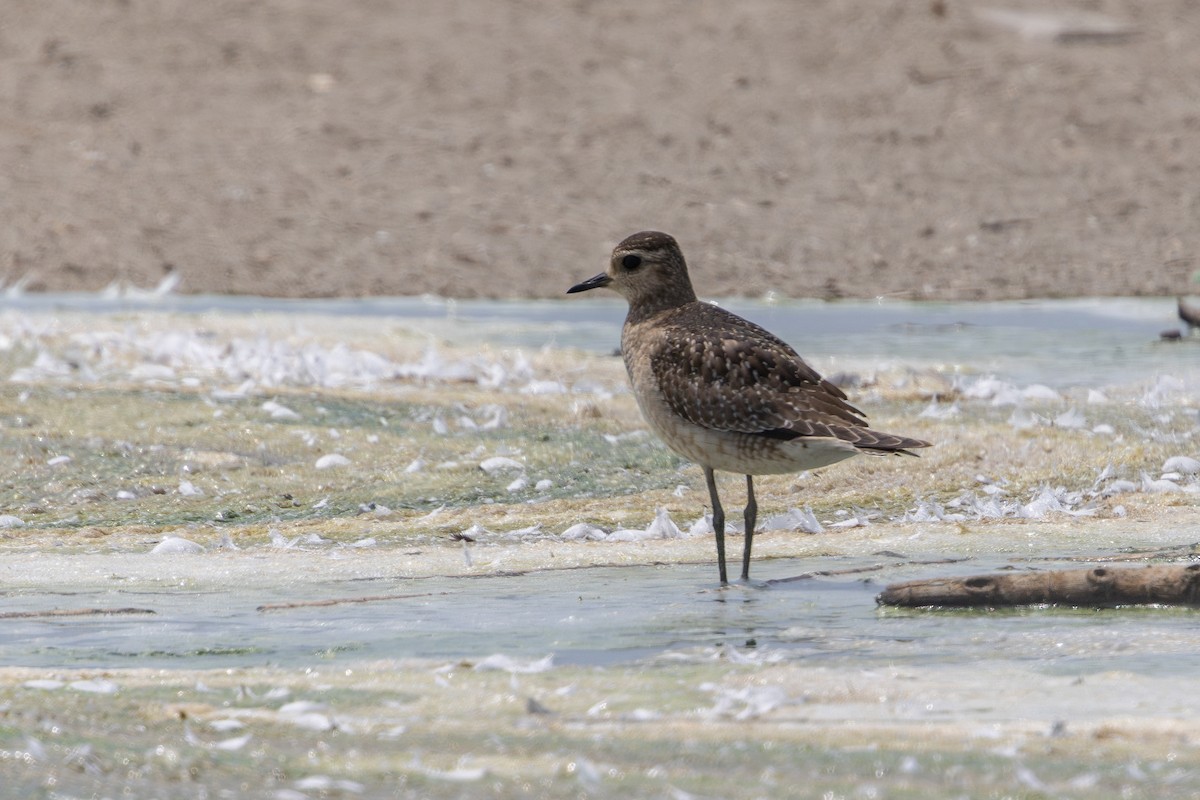 アメリカムナグロ - ML646179559