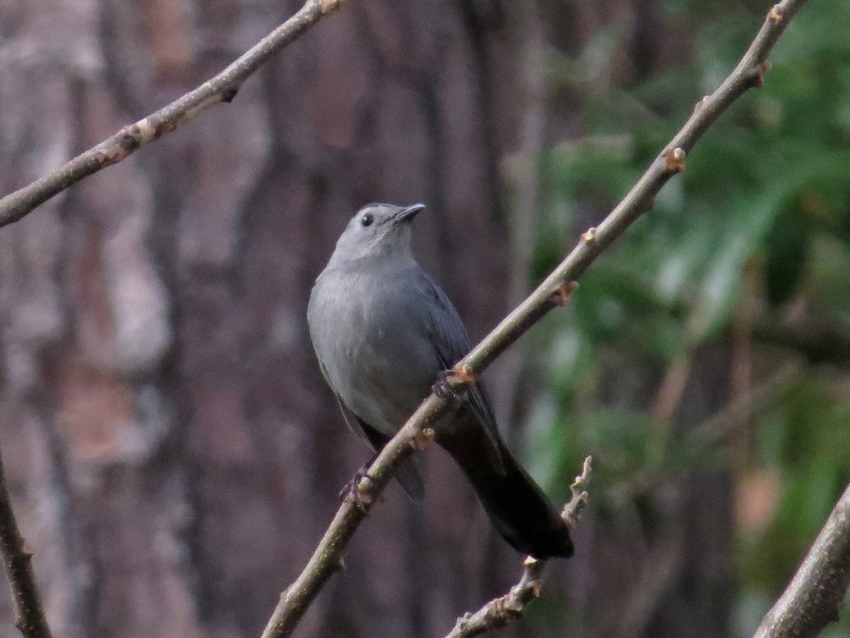 Gray Catbird - ML646179560