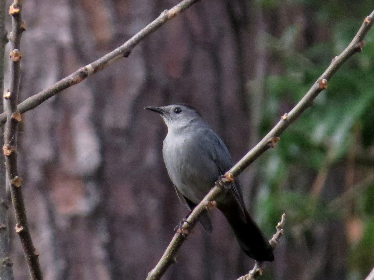 Gray Catbird - ML646179561