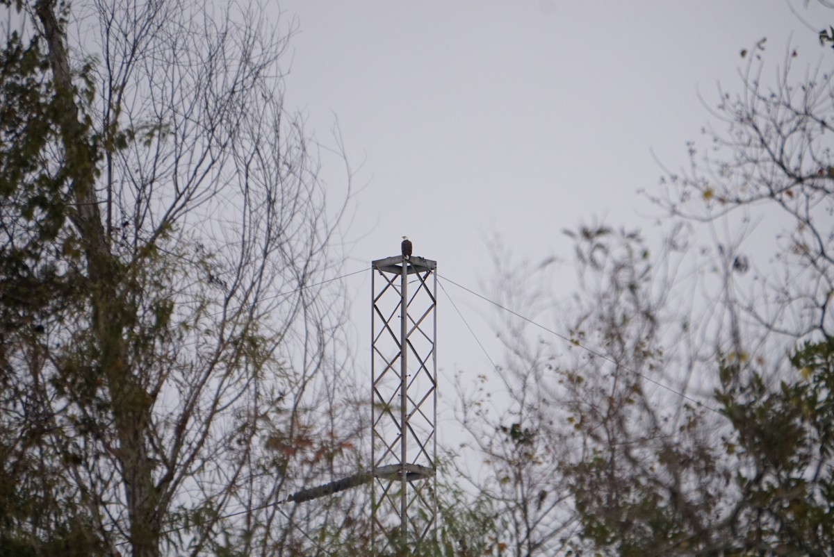 Bald Eagle - ML646179582