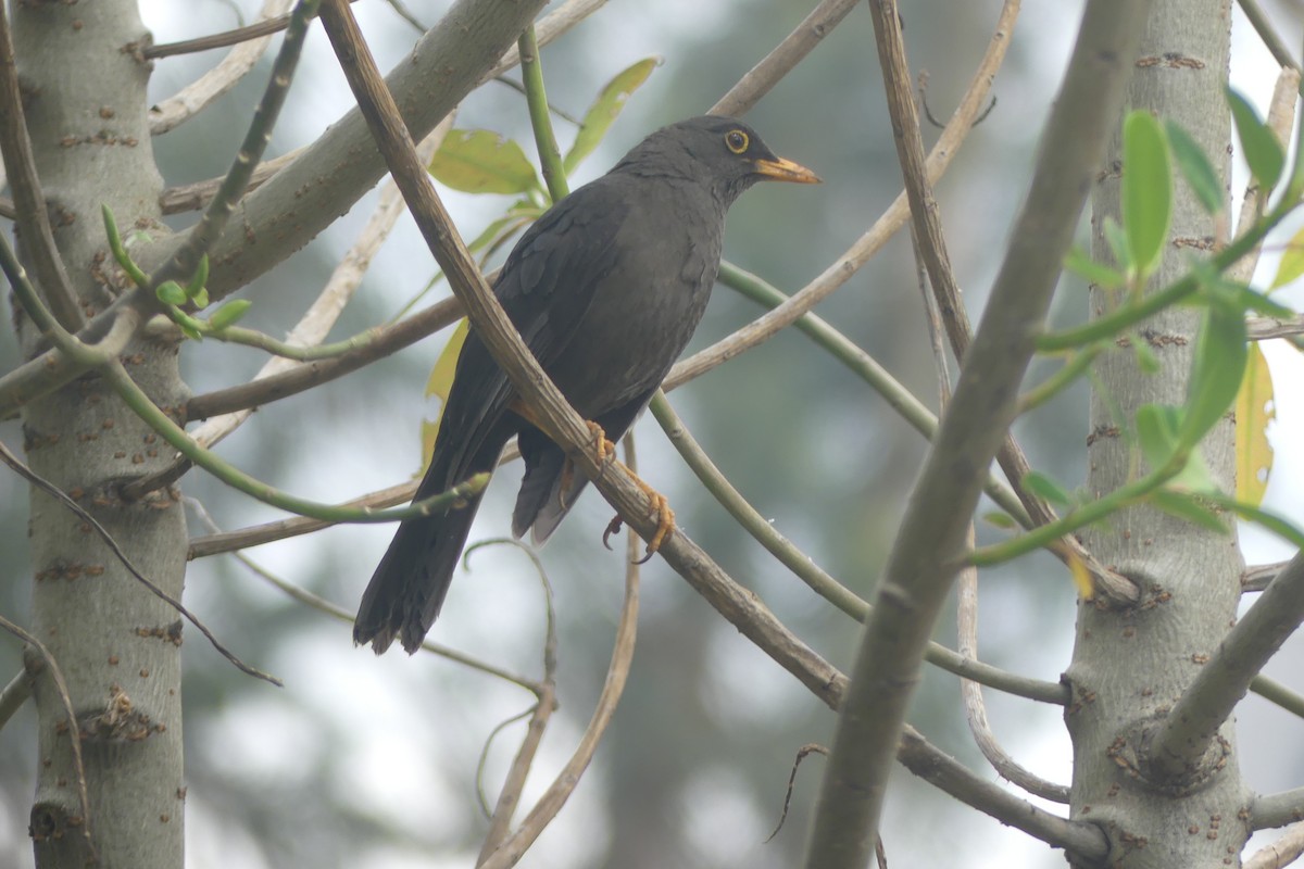 Great Thrush - ML646179585