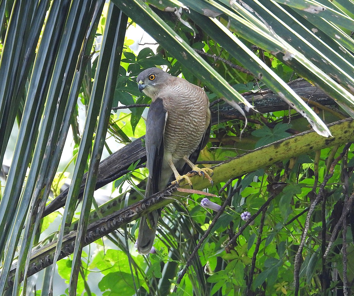 Shikra - ML646179587