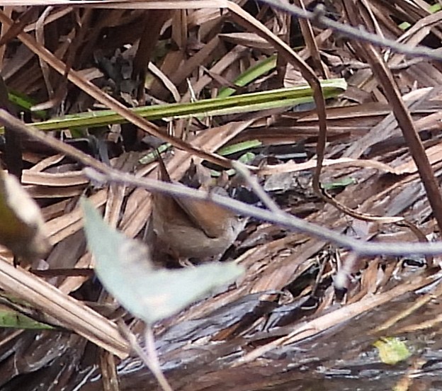 Cetti's Warbler - ML646179589