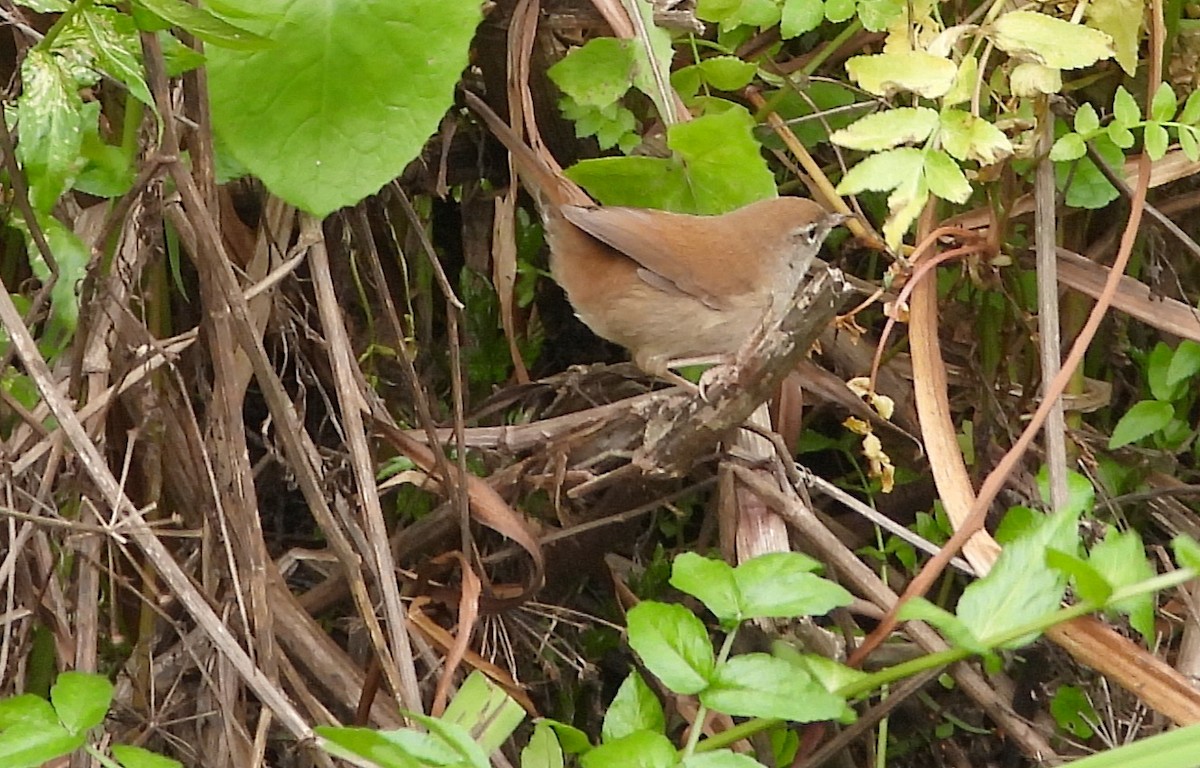 Cetti's Warbler - ML646179590