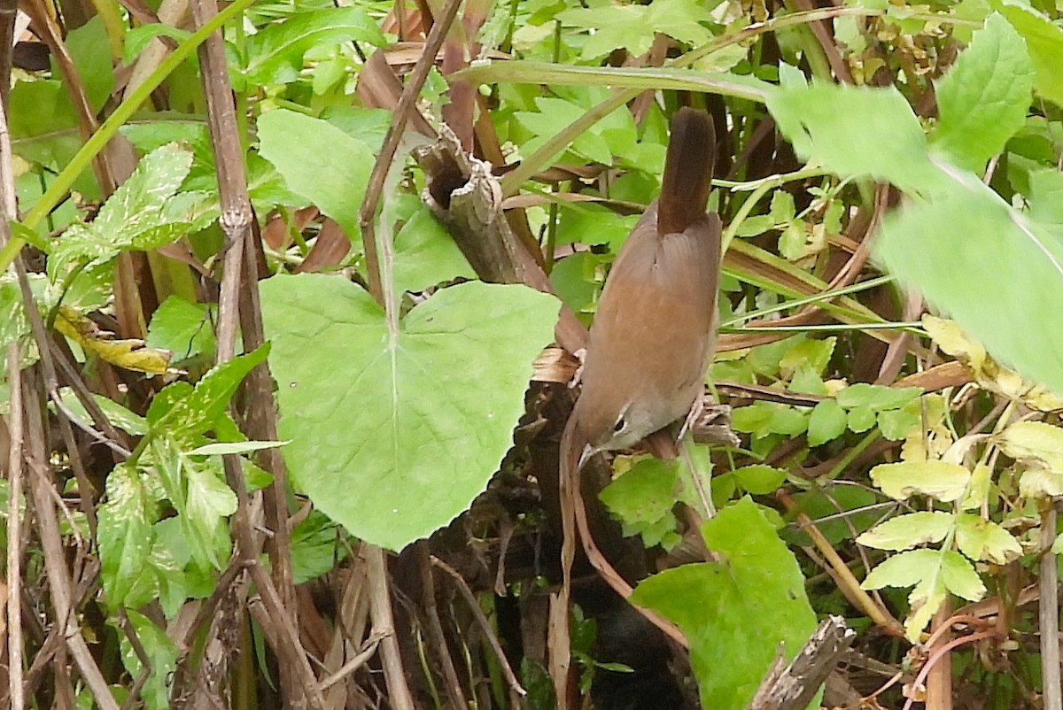 Cetti's Warbler - ML646179591