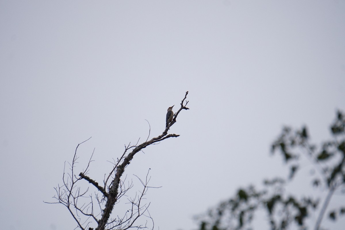 Red-bellied Woodpecker - ML646179592