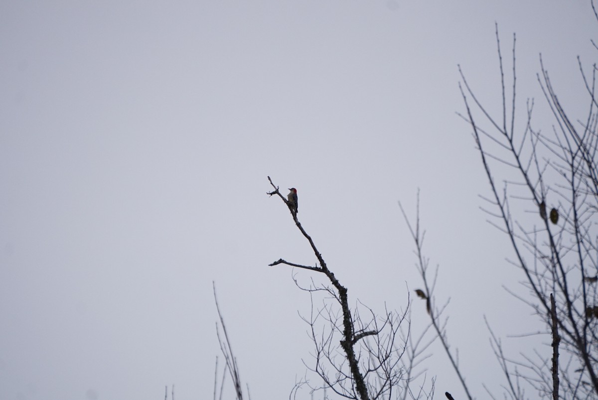 Red-bellied Woodpecker - ML646179593