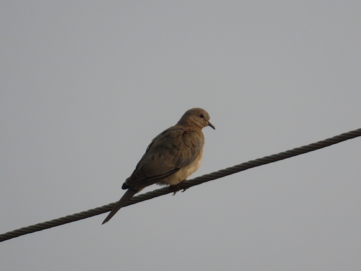 Laughing Dove - ML646179594
