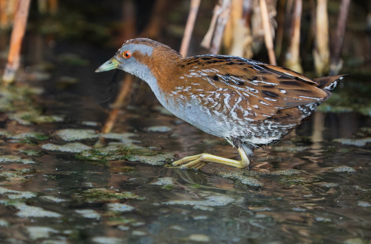 Baillon's Crake - ML646179595