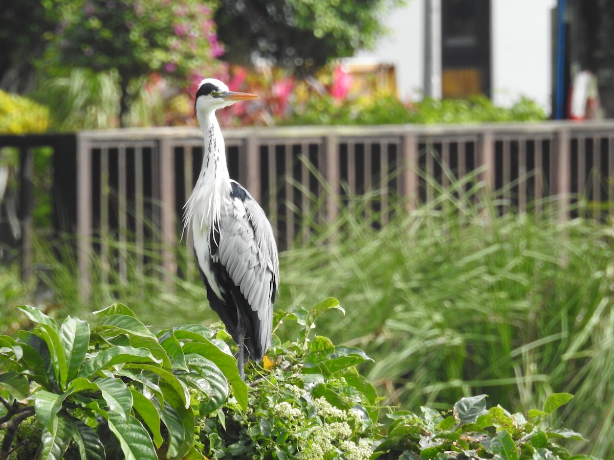 Gray Heron - ML646179596