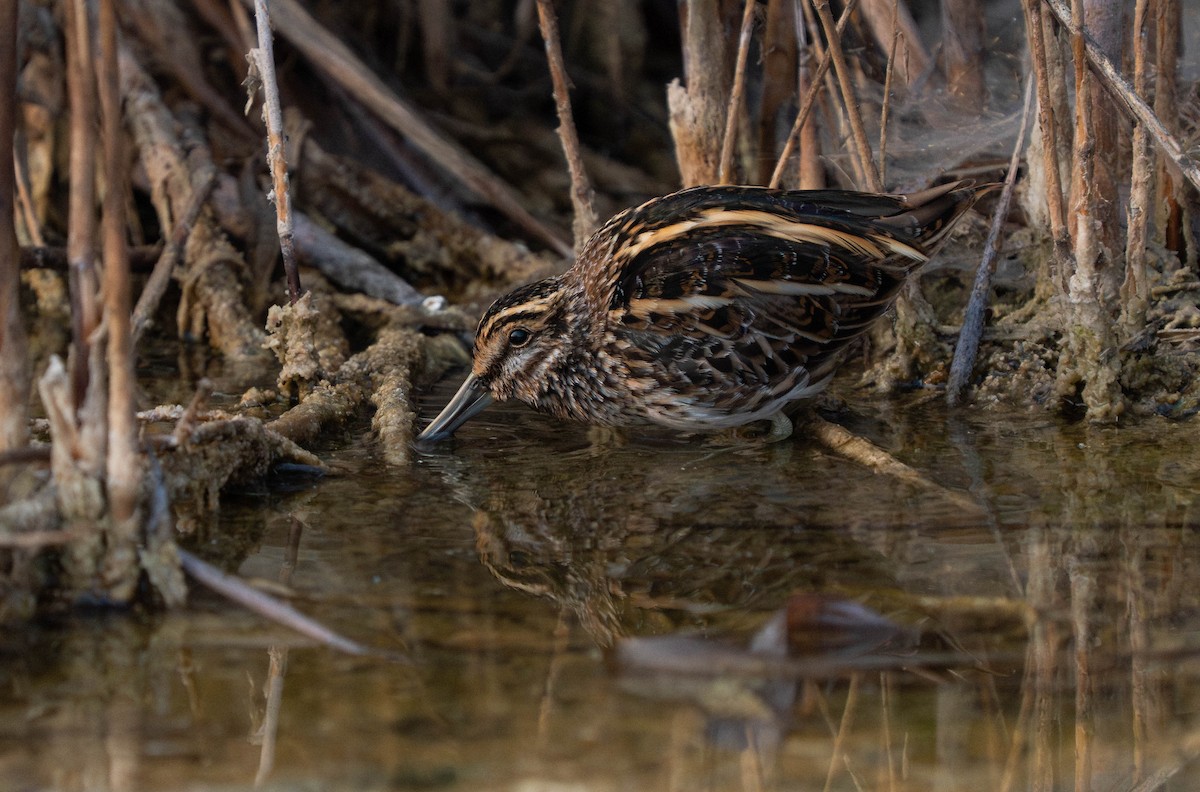 Jack Snipe - ML646179598