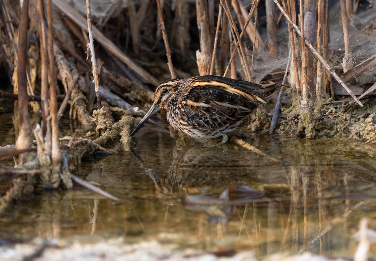 Jack Snipe - ML646179599
