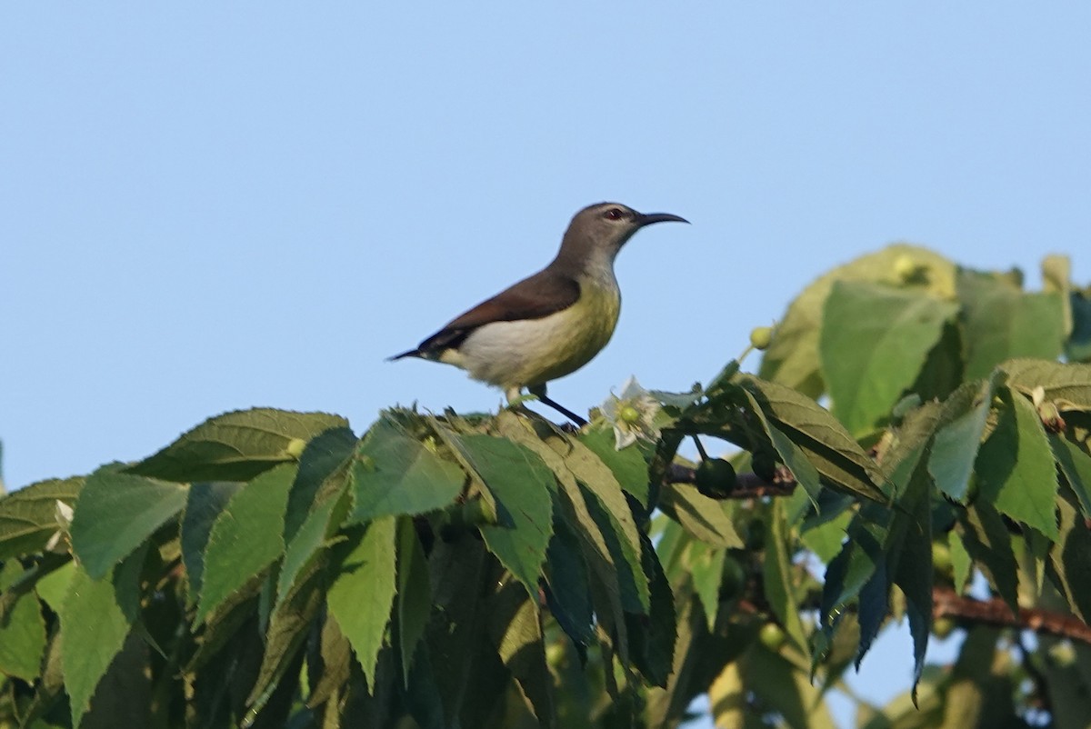Purple-rumped Sunbird - ML646179602
