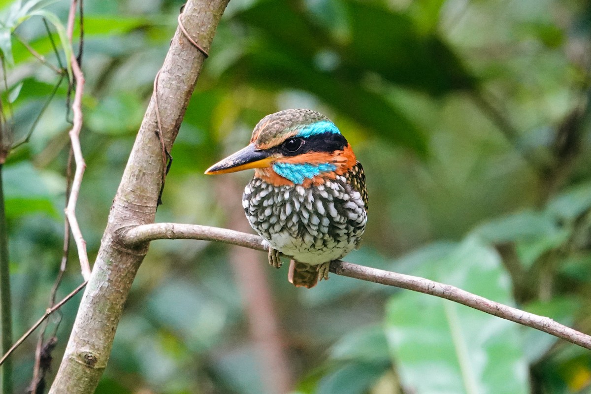 Spotted Kingfisher - ML646179603
