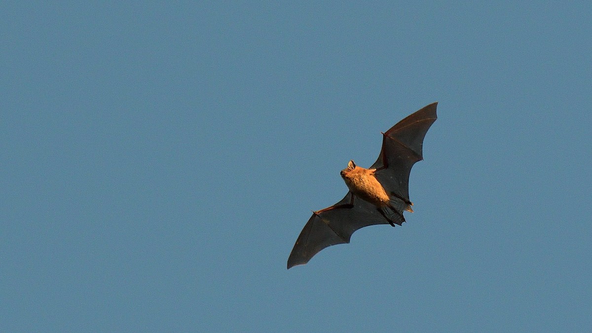 Big Brown Bat - ML646179606