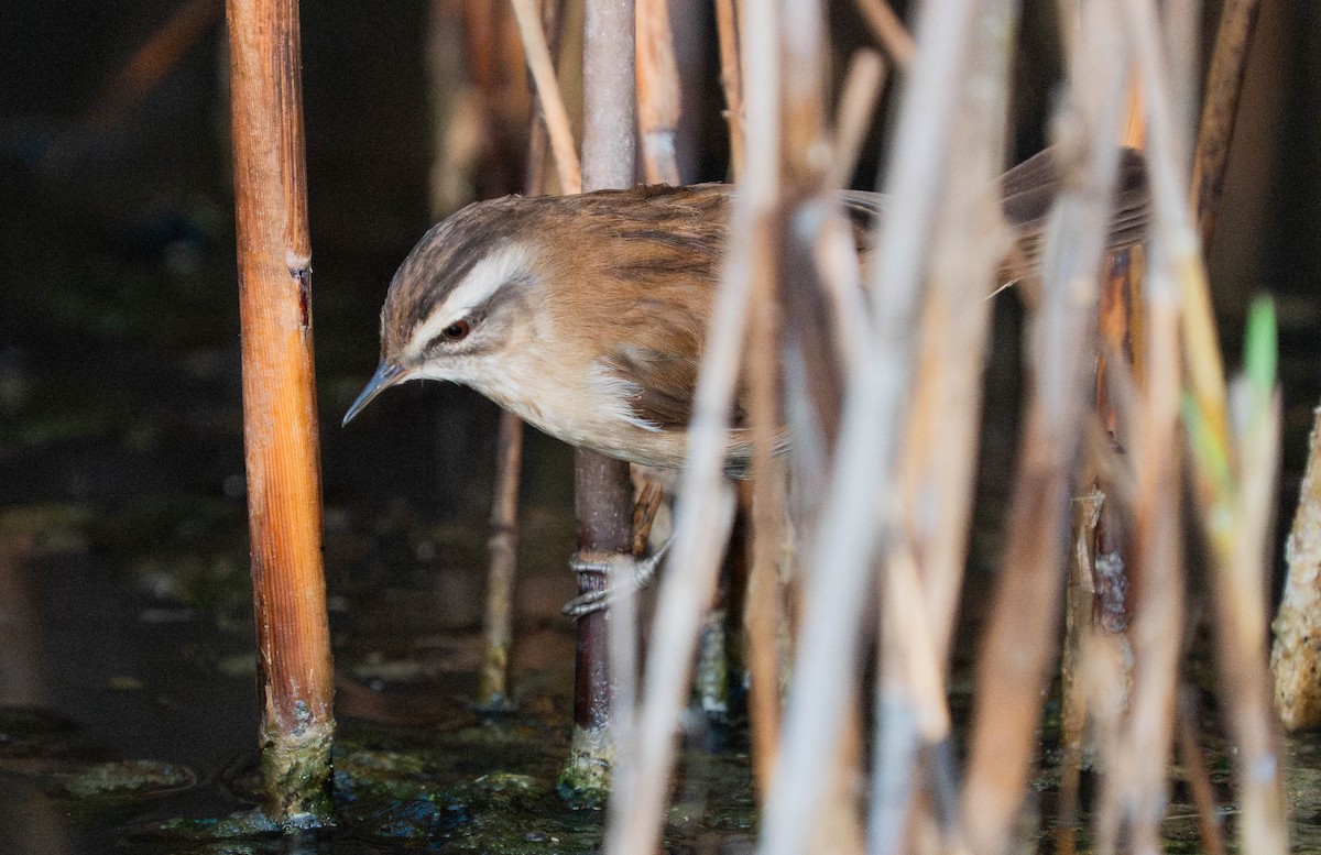 Moustached Warbler - ML646179607