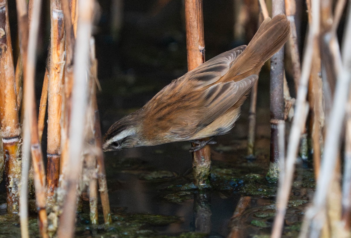 Moustached Warbler - ML646179608