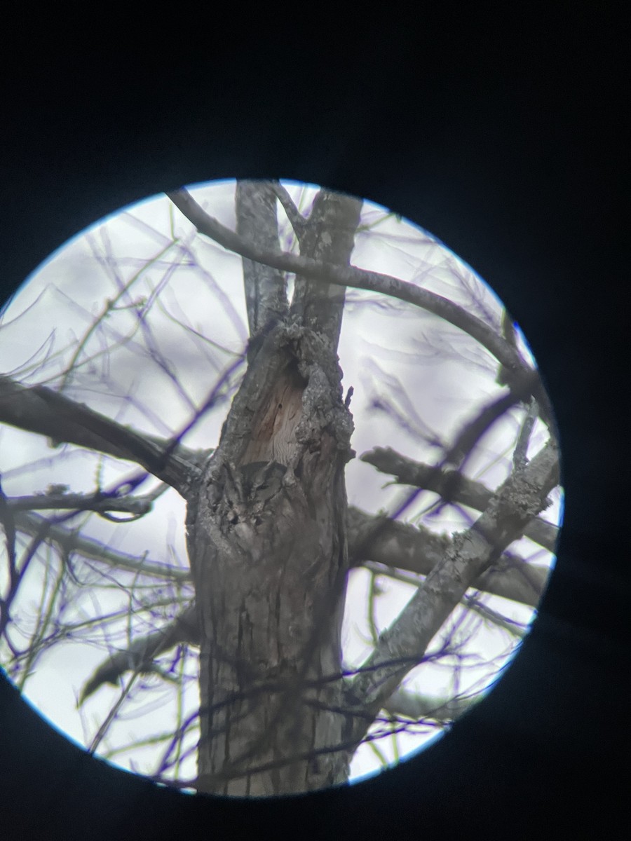 Eastern Screech-Owl - ML646179609