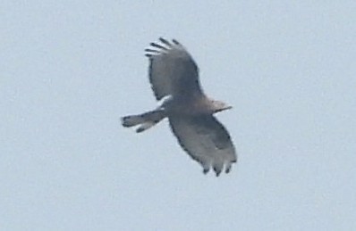 Oriental Honey-buzzard - ML646179610