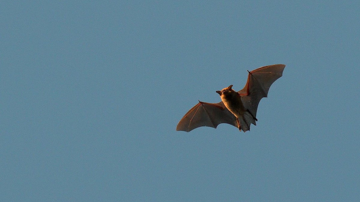 Big Brown Bat - ML646179611