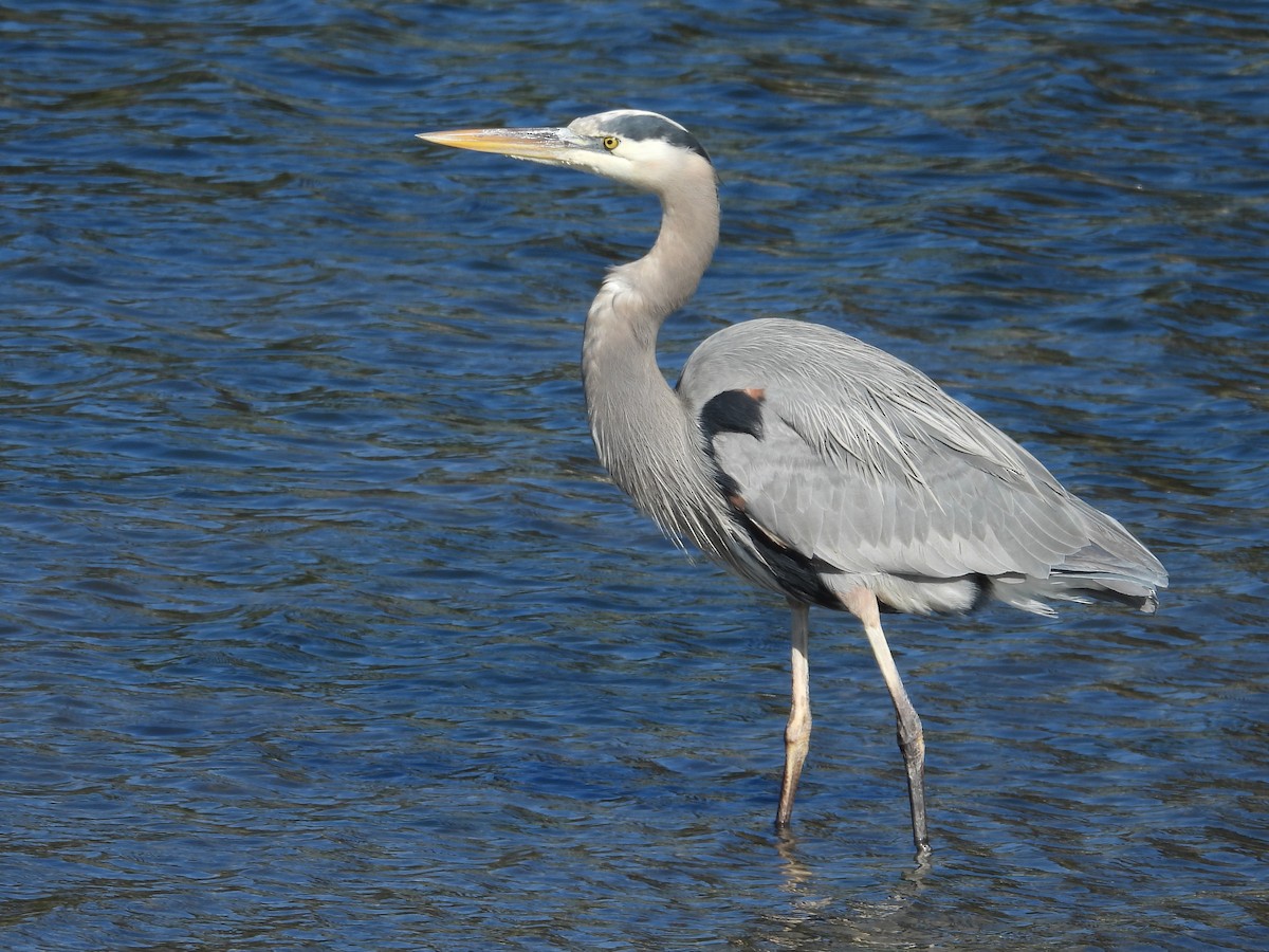 Great Blue Heron - ML646179612