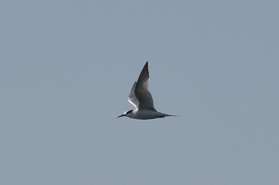 Sandwich Tern - ML646179613