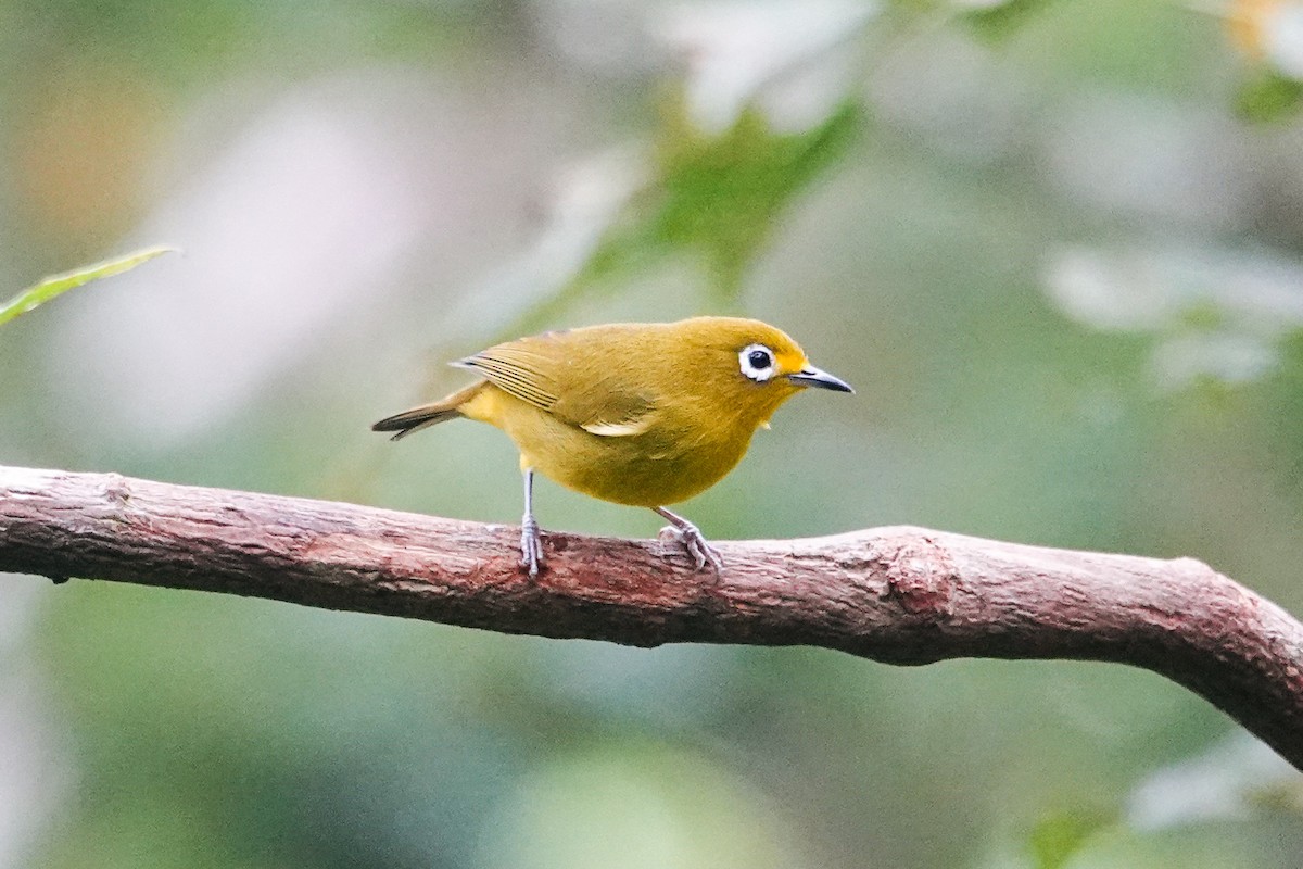 Yellowish White-eye - ML646179614