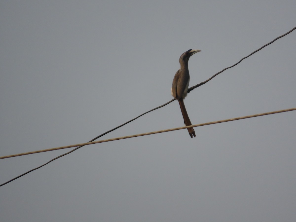 Indian Gray Hornbill - ML646179617