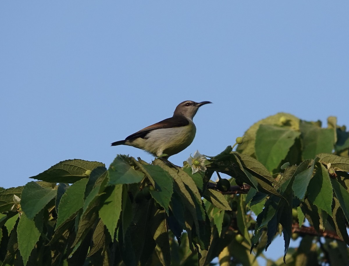 Purple-rumped Sunbird - ML646179618