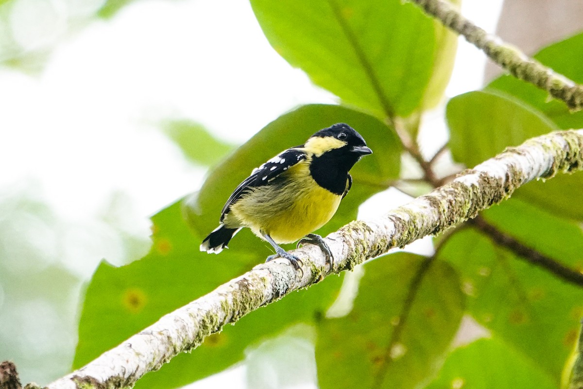 Elegant Tit - ML646179621
