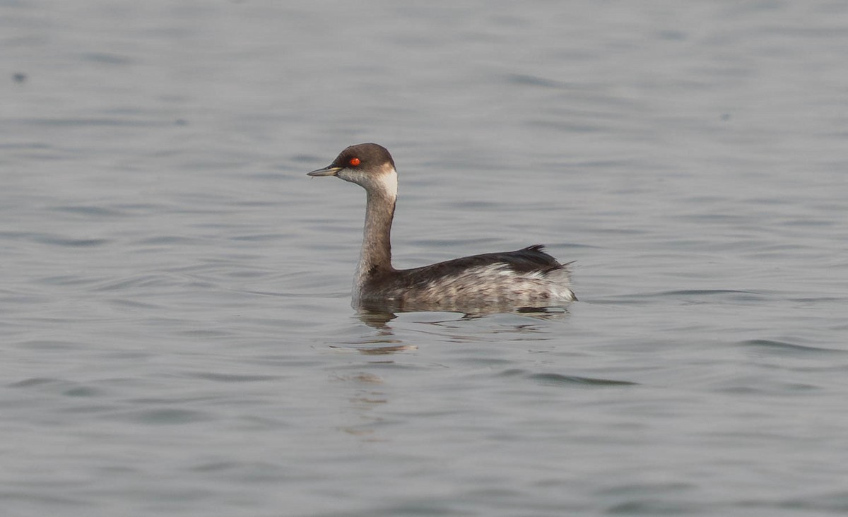 Eared Grebe - ML646179622