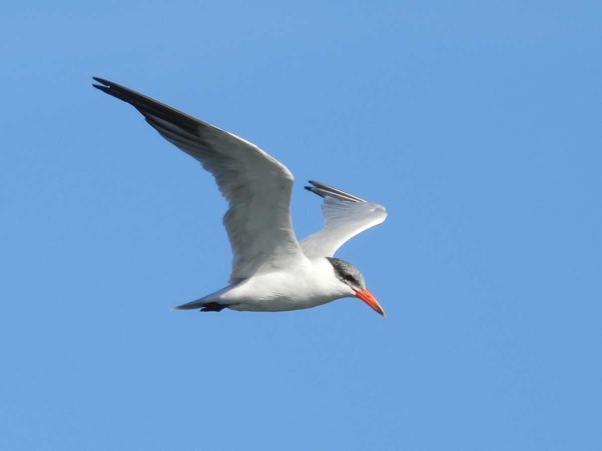 Caspian Tern - ML646179623