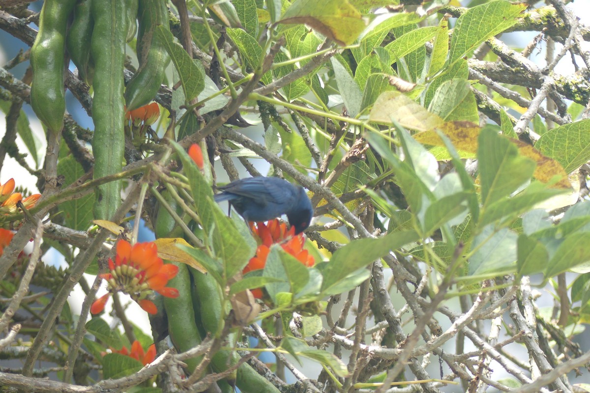 Masked Flowerpiercer - ML646179625