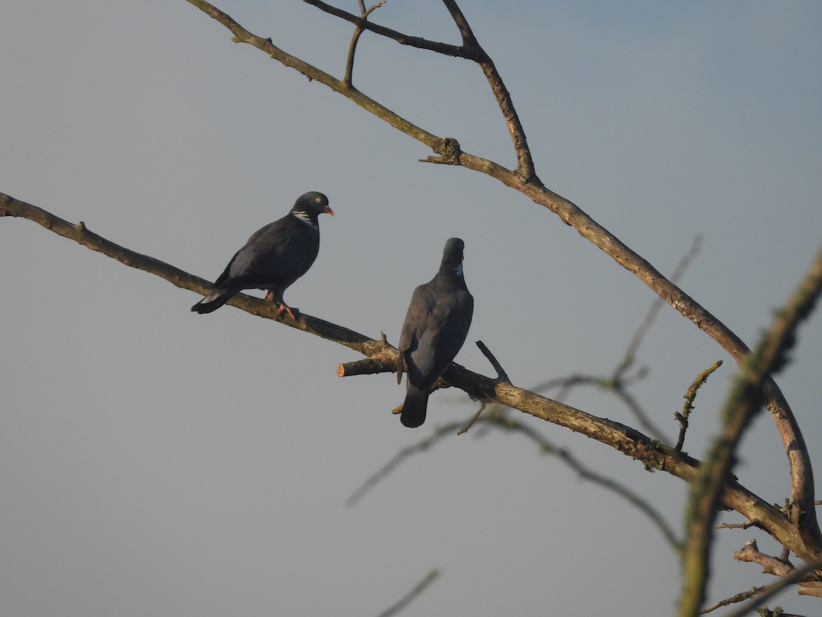 Common Wood-Pigeon - ML646179634
