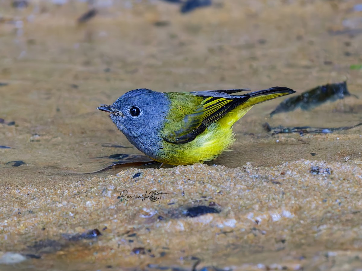 gråhodefluejeger - ML646179649