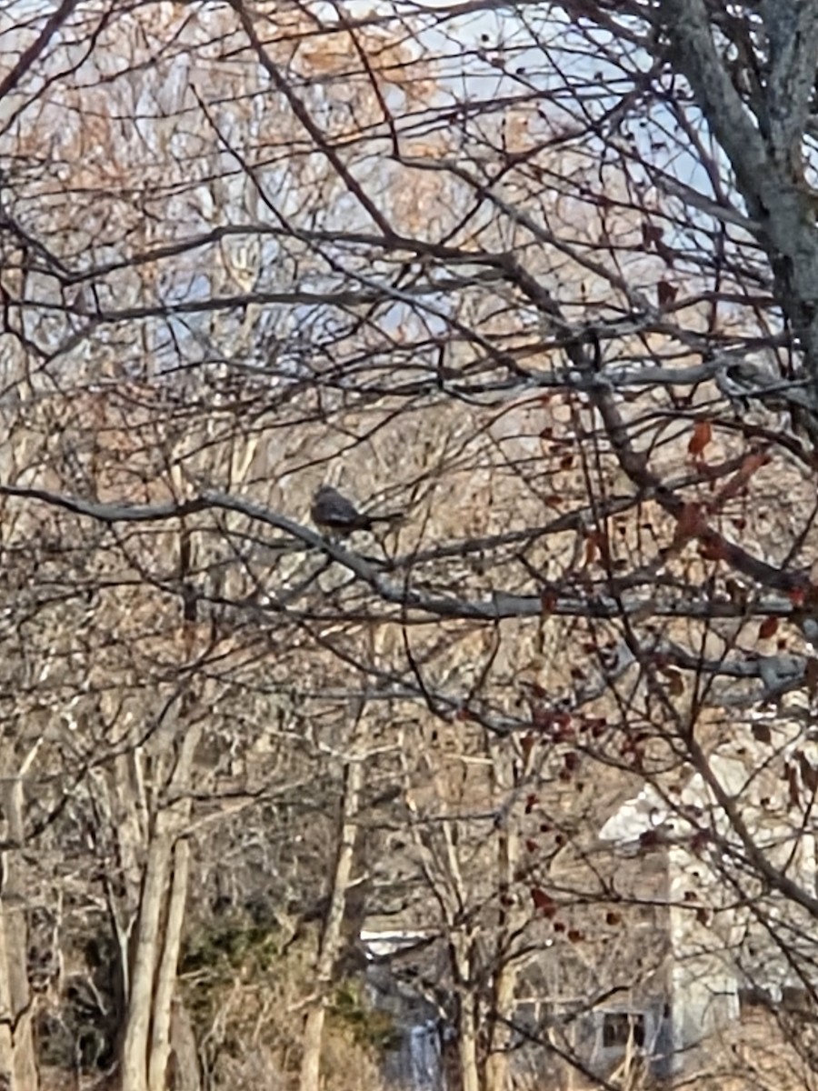 Scissor-tailed Flycatcher - ML646179651