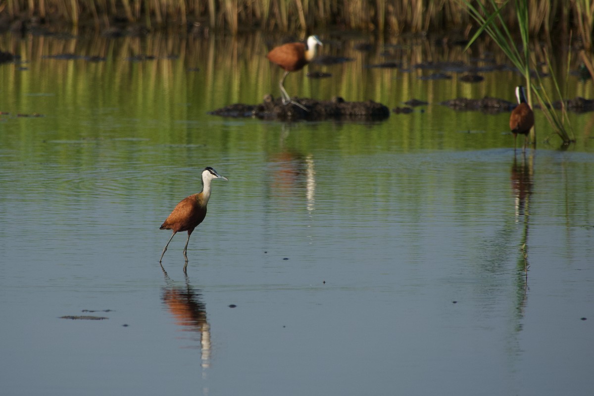 African Jacana - ML646179655